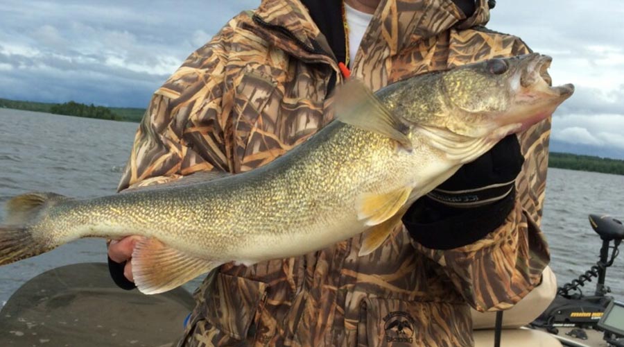 Walleye caught off a cabin o pines fishing boat
