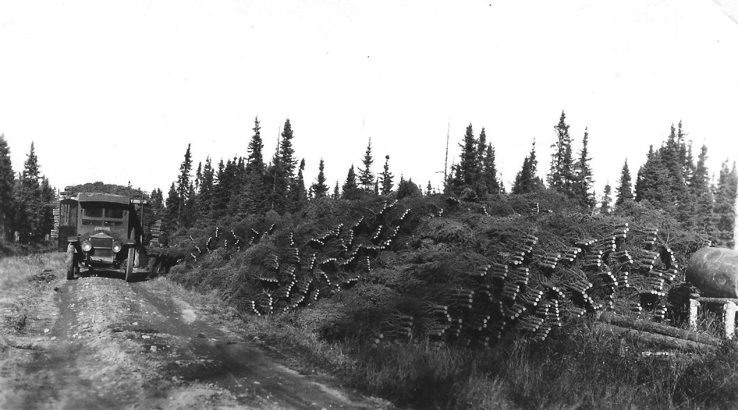Christmas Tree Harvesting - 1930s