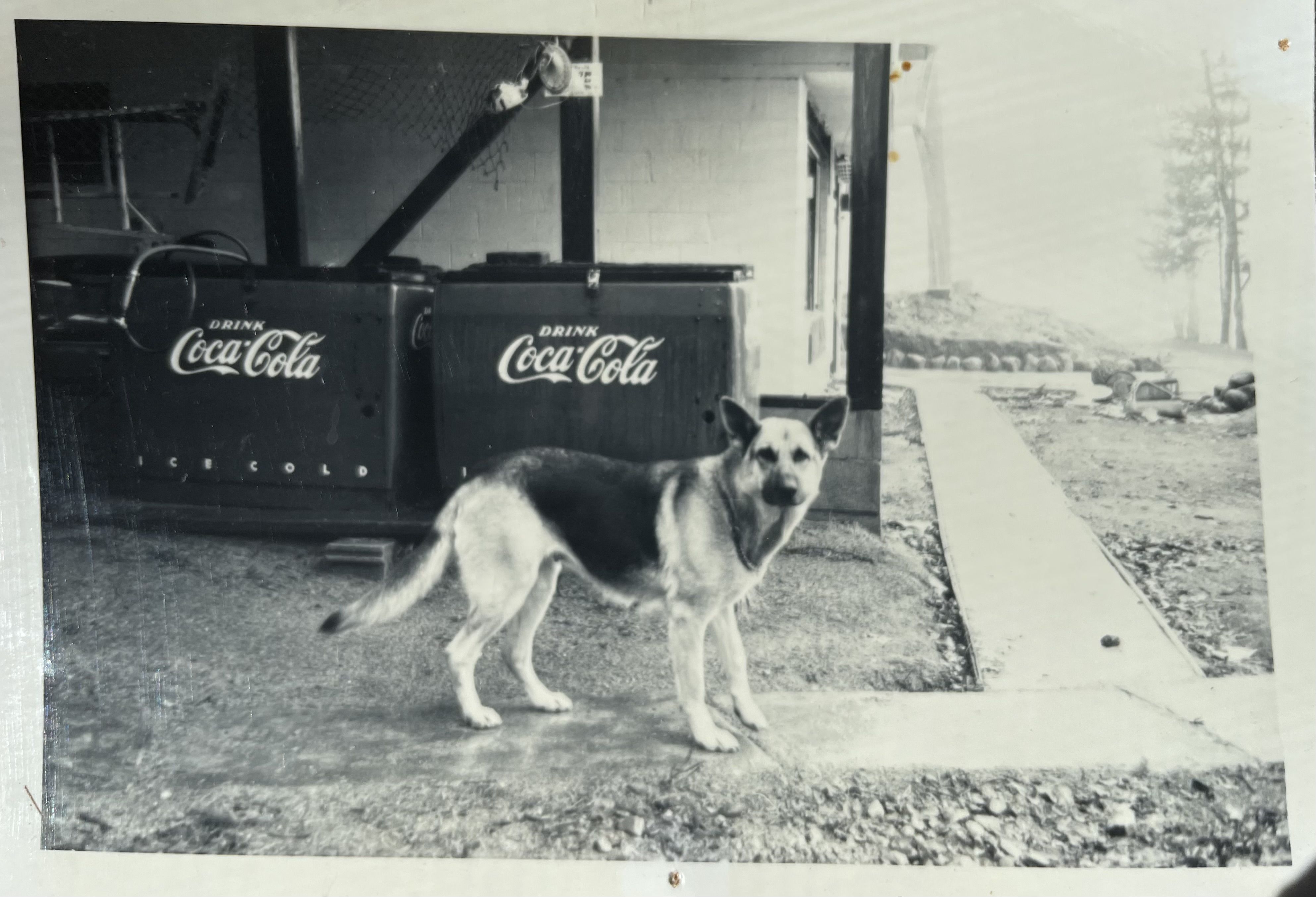 Summer 1977 - Nakia (Original Resort Dog) in front of the Minnow Tanks