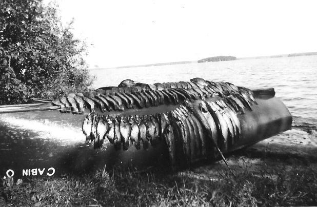An incredible catch on a wooden boat (c. 1940s) with Leveque (known as Berken) Island in the background.